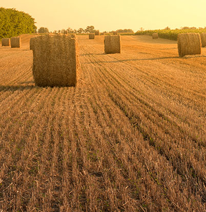 hay bale photo