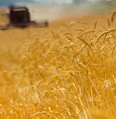 wheat field photo